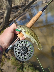 Micropterus tallapoosae