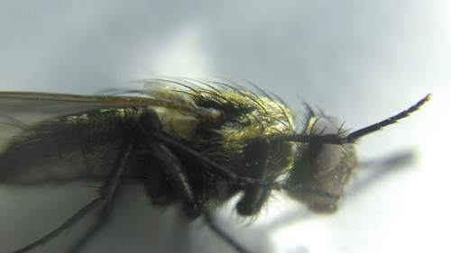 Common Cluster Fly photo 4