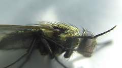 Common Cluster Fly