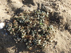 Drymaria holosteoides