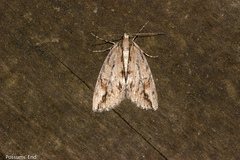 Pseudocoremia lupinata