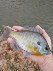 Lepomis macrochirus