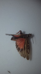 Pardalophora apiculata