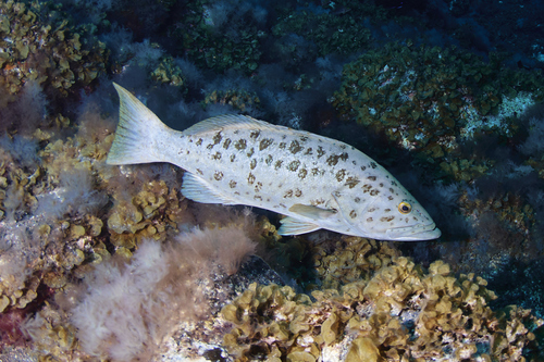Island Grouper