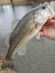 Micropterus salmoides