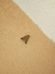 Noctuidae
