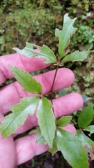 Pseudopanax macintyrei