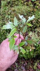 Pseudopanax macintyrei