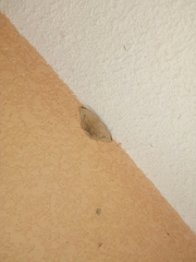 Lepidoptera