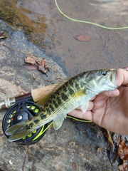 Micropterus tallapoosae