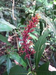 Palicourea triphylla