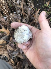 Reginaia ebenus