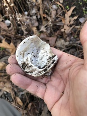 Reginaia ebenus