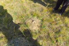 Ochotona dauurica