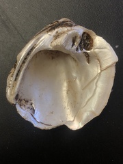 Reginaia ebenus