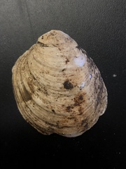 Reginaia ebenus