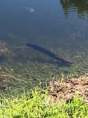 Channa aurolineata