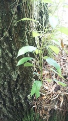 Boehmeria cylindrica image