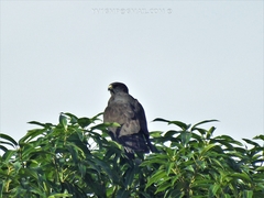 Buteo brachyurus