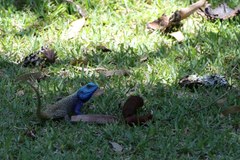 Acanthocercus atricollis