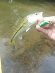 Micropterus henshalli