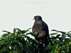Buteo brachyurus