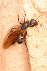 Camponotus niveosetosus