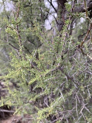 Condalia warnockii