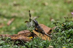 Acanthocercus atricollis