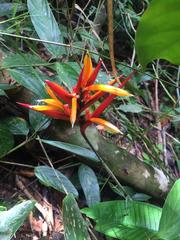 Heliconia hirsuta
