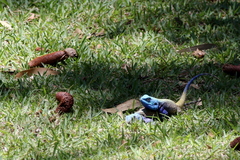 Acanthocercus atricollis