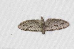 Eupithecia bolterii