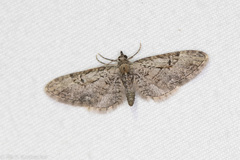 Eupithecia bolterii
