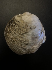 Reginaia ebenus