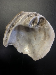 Reginaia ebenus