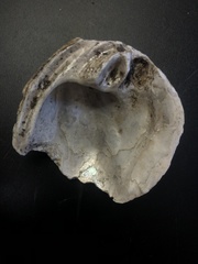 Reginaia ebenus