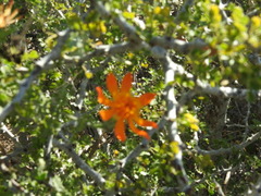 Adenophyllum speciosum