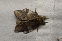 Peridea gigantea