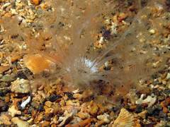 Neopentadactyla mixta