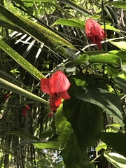 Malvaviscus penduliflorus