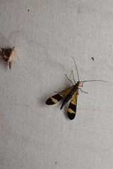 Panorpa japonica