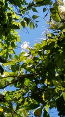 Beaumontia grandiflora