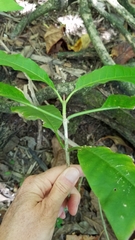 Beaumontia grandiflora