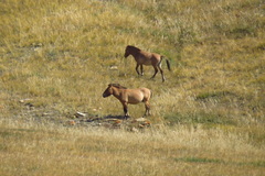Equus ferus przewalskii