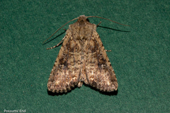 Ichneutica morosa