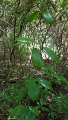 Beaumontia grandiflora