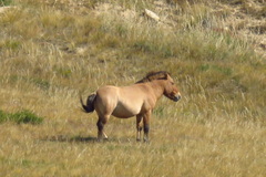 Equus ferus przewalskii