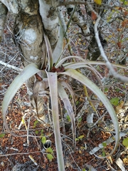 Tillandsia utriculata