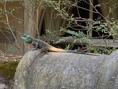 Acanthocercus ugandaensis