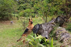 Acanthocercus atricollis